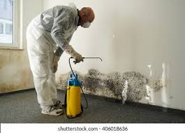 Why You Should Choose Our Mold Remediation Services in Houghton, NY